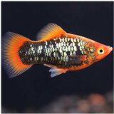 Akvarijum Centar Xiphophorus maculatus var. - Plati red tuxedo | ePonuda.com