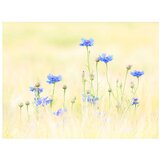  Tapeta - Cornflowers 300x231 | shoptok.hr