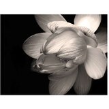  Tapeta - Lotus flower 350x270 | shoptok.hr