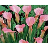 Royal De Ree Lukovica Kala - Calla Rehmannii 2/1 | ePonuda.com