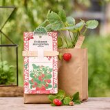  Minigarten: Set za vzgojo - jagode | Shoptok.si