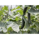  Mreža MARNET za povrće 1,80x100 metara | shoptok.hr