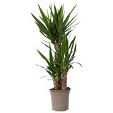 Plant in a Box prstasta juka - yucca elephantipes - višina 70-80cm - ⌀21cm, (21757955) Cene