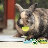 Trixie Igračka za patuljaste zečeve za poslastice Strategy Snack Board | Eponuda.com