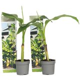 Plant in a Box japonski bananovec - 2 kos - musa basjoo - višina 25-40cm - ⌀9cm, (21757812) | Shoptok.si