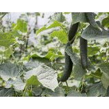  Mreža MARNET za povrće 1,20x100 metara | shoptok.hr