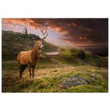  Tapeta - Deer on Hill 300x210 | shoptok.hr