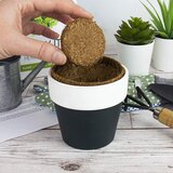 Grow it - Bonsai | Shoptok.si