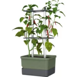 Gusta Garden Charly Chili - rastlinski lonec - Temno zelena