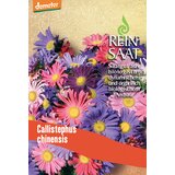 ReinSaat Poletne astre Cene