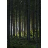 Venture Home poster Woods 70 × 100 cm, zeleni | shoptok.hr