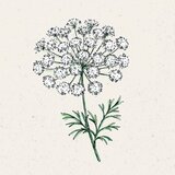 Jora Dahl Ammi majus - Queen Anne's lace Cene