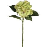 MICA Umjetni cvijet Hortenzija (Visina: 51 cm, Zelene boje, Plastika) Cijene