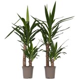 Plant in a Box prstasta juka - 2 kos - yucca elephantipes - višina 70-80cm - ⌀17cm, (21758299) Cene