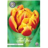  Cvjetne lukovice Tulipan Double Early Cilesta (Narančasta, Botanički opis: Tulipa) | shoptok.hr