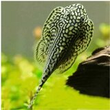 Akvarijum Centar Sewellia Lineolata Cene