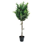  Drvo masline u saksiji | ePonuda.com