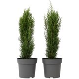 Plant in a Box vednozelena cipresa - 2 kos - cupressus sempervirens 'totem' - V60-80cm - ⌀19cm, (21757417) Cene