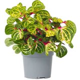 Plant in a Box irezina - iresine herbstii - višina 20-30cm - ⌀13cm, (21757993) Cene