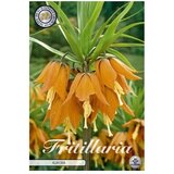  Cvjetne lukovice Fritillaria imperialis Aurora (Narančasta, Botanički opis: Fritillaria) Cijene