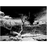  Tapeta - Grand Canyon tree 200x154 | shoptok.hr