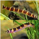 Akvarijum Centar kuli kuli | ePonuda.com