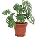  Krožni cvetlični pladenj 24 pcs Kamnito rdeča Ø 23,5 x 2,5 cm, (5000207515) | Shoptok.si