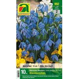 AUSTROSAAT Sibirska modra čebulica "Blausternchen" | Shoptok.si