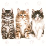 Salvete za dekupaž Three Beautiful Cats - 1 kom KORIŠĆENO