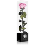 RoseAmor Pink stabilizirana vrtnica na steblu 30 cm 1 kos | Shoptok.si