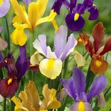 Royal De Ree iris hollandica mix 25/1 Cene