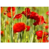  Tapeta - Cereal field with poppies 300x231 | shoptok.hr