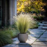 Plant in a Box bodalica - 3 kos - stipa tenuifolia 'pony tails' - višina 20-30cm - ⌀9cm, (21778525) | Shoptok.si