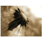  Tapeta - dandelion - sepia 400x309 | shoptok.hr
