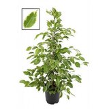  Ficus benjamin Green Kinky x 8 | Eponuda.ba
