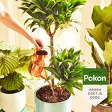 POKON hrana za sobne rastline v praškovni obliki – 100 gramov, (5000006783) | Shoptok.si