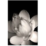  Slika - Delicacy of Petals in Nature (1-part) - Flower in Black and White 60x90 | shoptok.hr