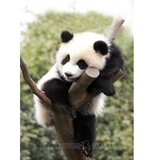 Collection D`Art Kreativni set sa perlicama Panda, 27cm x 38cm Cene