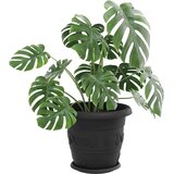  Krožni cvetlični pladenj 24 pcs Črna Ø 23,5 x 2,5 cm Plastika, (5000207332) | Shoptok.si