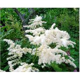 Royal De Ree Lukovica Puderasti grm, pernata astilba - Astilbe White 1/1 Cene