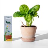  Olovke sa sjemenkama Sprout 4 godišnja doba (8 komada) Cijene