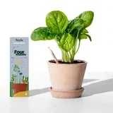 Olovke sa sjemenkama Sprout 4 godišnja doba (8 komada)