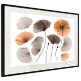  Poster - Dried Poppies 30x20 | shoptok.hr