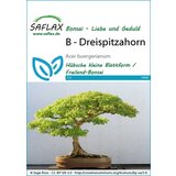 Saflax Bonsai - trizobi javor Cene