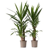 Plant in a Box prstasta juka - 2 kos - yucca elephantipes - višina 70-80cm - ⌀21cm, (21758046) Cene