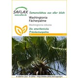  Pahljačasta palma Washingtonia | Shoptok.si