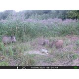 OXE Lovska kamera Gepard II in klasični daljnogled FOMEI 7-21x40 ZCF Zoom + 32GB SD kartica in 4 baterije! | Shoptok.si
