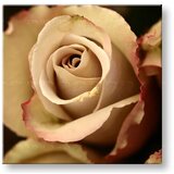  Slike na platnu cveće (moderne slike na platnu) | ePonuda.com