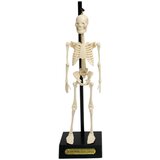 Rex London Okostnjak Anatomical Cene