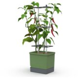 Gusta Garden CHARLY CHILI XL - temno zelena Cene